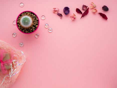 succulent flower, potted cactus, dry leaves and gift box on a bright pink background, top view, copy space, flat lay