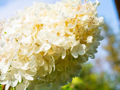 lovely blooming white big hydrangea, floral background.