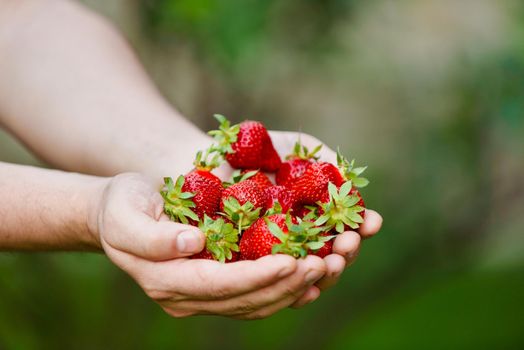 Red strawberry in hands on green background. Healthy vitamin berry isolated
