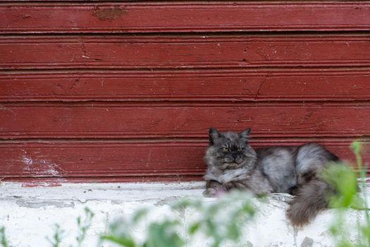 a fluffy cat lies in the sun on the basement of a wooden house and looks around contemptuously