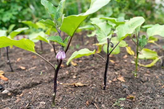 Purple Blossom of Eggplant. A lovely single tranluscent purple blossom hangs suspended from an eggplant in the spring garden
