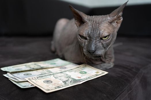 an angry and disgruntled cat of the Don Sphinx breed lies in front of the dollars and guards the money. the look is very aggressive with a squint