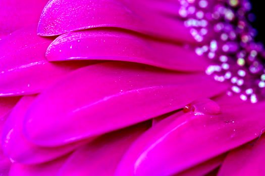 Gerbera Macro Close Up pink flower natural light