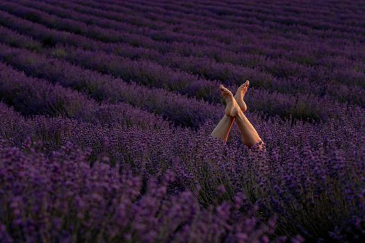 Selective focus. The girls legs stick out of the bushes, warm sunset light. Bushes of lavender purple in blossom, aromatic flowers at lavender fields