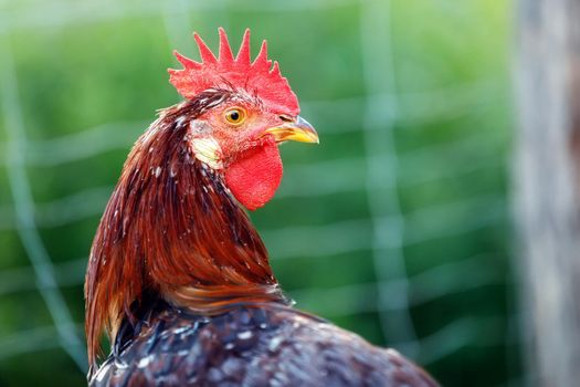 A rooster on a green background with a red neck, a large crest, and a yellow beak.