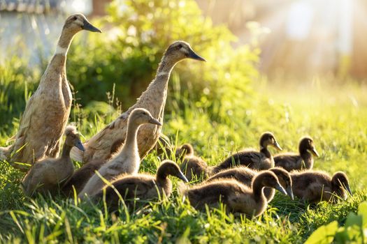 Two ducks and a flock of ducklings in backlighting.