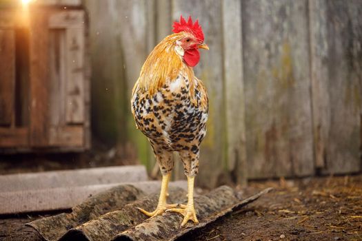 Portrait of a male chicken or rooster with beautiful orange feathers bright red comb with a blurred bokeh background of hen house.