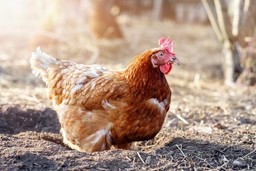 Brown hen takes a sand bath in a rural yard in a hot sunny summer day. 