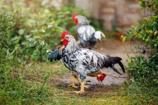 Two black and white colour young roosters in a rural yard near to green  chamomile plants.