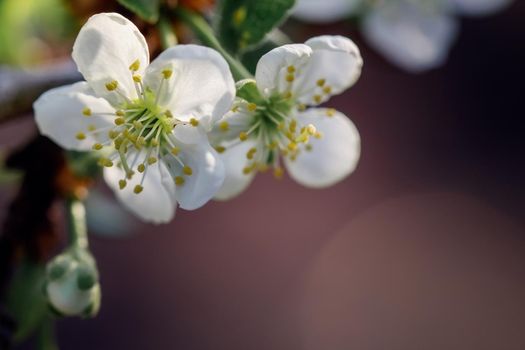 Apple blossoms in detail on a tree in a brown background