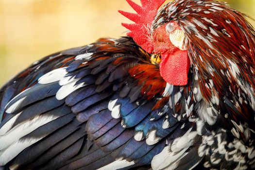 A close-up photo of a rooster plucking its colorful feathers