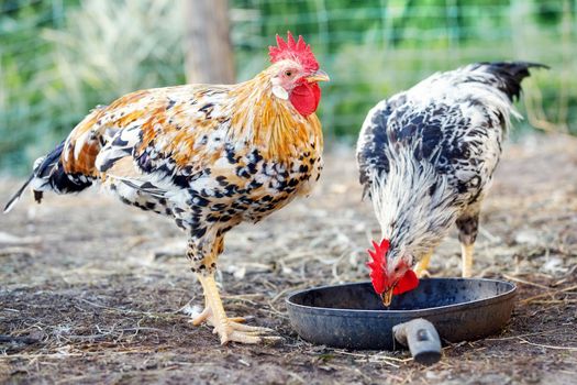 In the rural yard, two variegated roosters feed from the pan. Summer time, free range poultry, green foliage background.