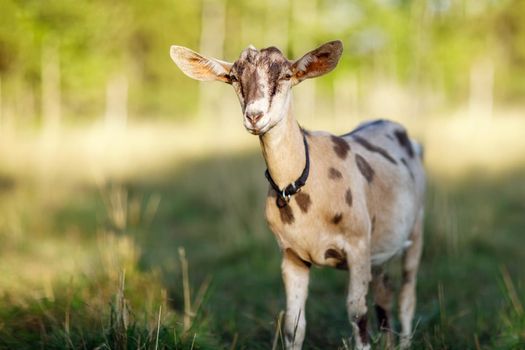 Alone dotted, young goat in a golden meadow looks at the camera.