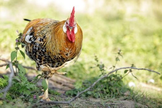 Portrait of a beautiful colorful rooster with a bright red comb on a colorful summer background.Countryside concept with domestic bird close up on the farm. Copy space for text