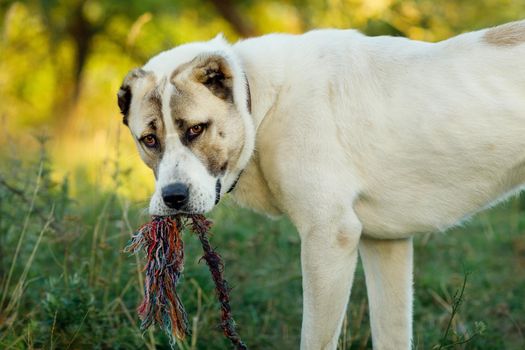 Central Asian Shepherd dog biting a large rope stands in a summer meadow and looks at us.