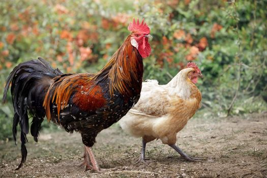 A breed of porcelain chickens, a dark cock and a light hen walk together in a beautiful natural background