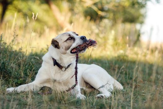 Asian shepherd dog lies on the grass and is angry trying to cope with the rope.