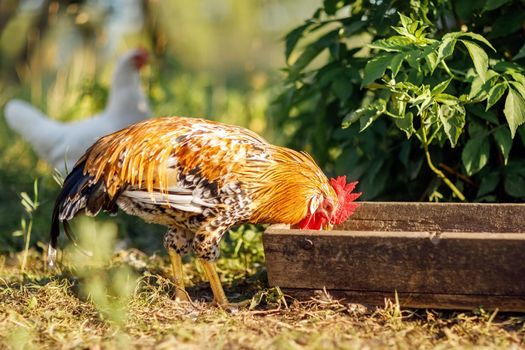 A colorful rooster eats grain from a trough on a sunny summer day. A white hen is waiting in the distance