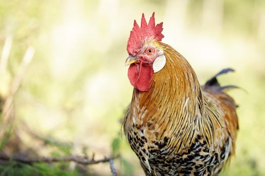 Close-up portrait of a golden rooster on a sunny summer day. The cock in front and a bright shining yellow background