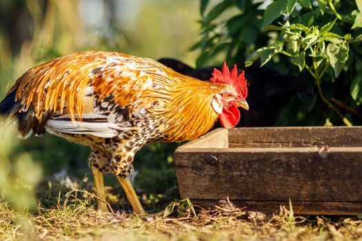 On a beautiful sunny summer day, cock came to the trough to eat cereal.