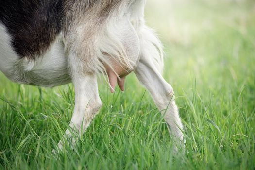 Clean pink udder of a young goat, in a background of green meadow. There is space for a note. Concept- Free-range goat grazing on a small rural organic dairy farm, healthy goat's milk.