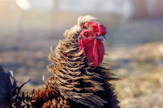 Portrait of a rooster with very long golden feathers. Side view of a beautiful wavy cock red crest. Looking to the right.