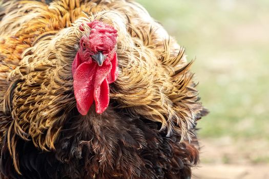 Portrait a very large, bloated orange-feathered rooster