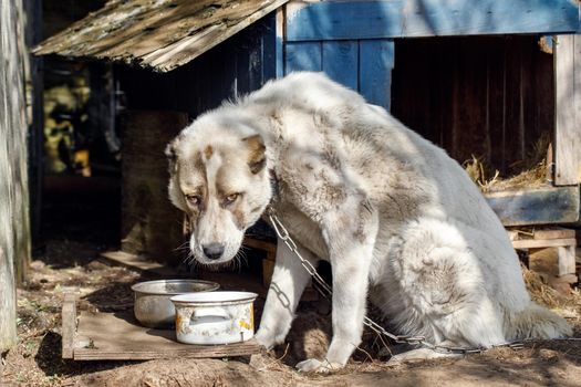 A sad and hungry dog tied to dog house with a chain looks at his way into an empty pot