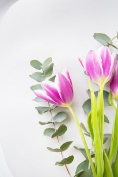 Beautiful purple tulip with eucalyptus on a white chair. Spring mood. Postcard for March 8