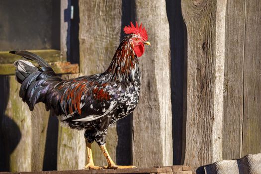 Colorful young cock protects the hen house. Profile portrait in the background of old brown boards