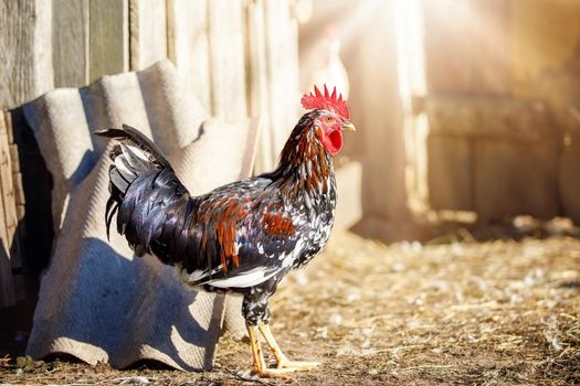 A colorful rooster near the chicken coop in summer time, the sun's rays shine and the feathers shine in the sun.