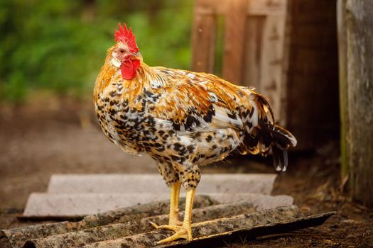 In the evening light, a brown variegated rooster stands at the entrance to the henhouse.