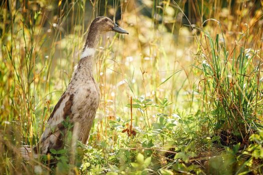 In the sunlight-yellow grass, a Indian runner duck stands among the tall bends.