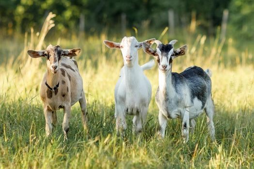 Three friendly goats of different colors pose in a beautiful summer golden meadow with long bends. Free-range, happy pets, organic rural dairy farming.