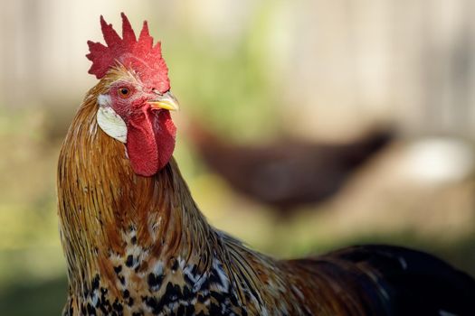 Colorful Rooster with yellow feather, The bird red rooster in macro detail. Copy space for text