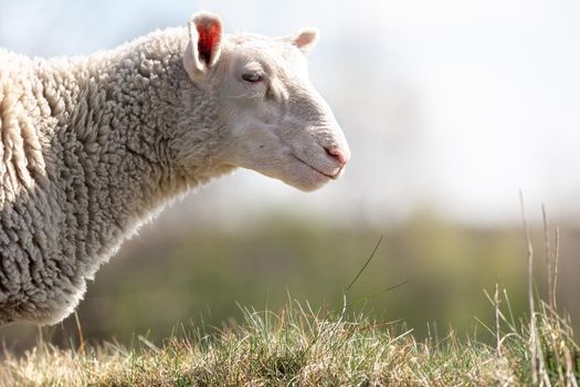 A close up profile photo of a Sheep in a field in the Lithuanian countryside