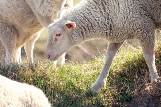 A gathering of white sheep on a beautifully sunlit hill. Sheep smell and inspect the grass.