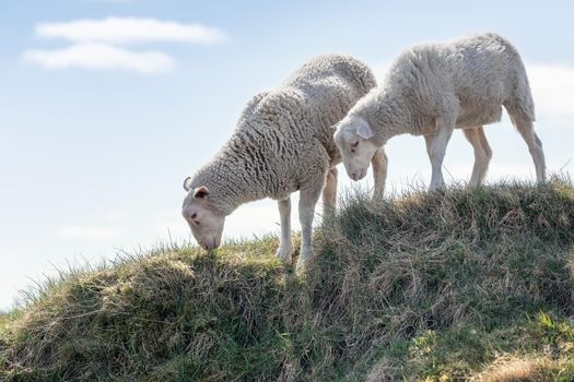 Summer landscape with two white sheep on a hill of green grass and two white clouds in the sky