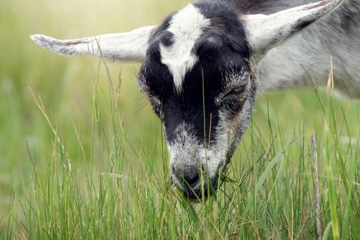 Goatling on farm. Animal eat grass in summer. Concept of goat's milk, cheese, wool.