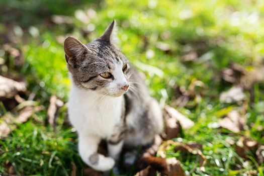 A multi-colored gray cat basking in the autumn sun while sitting in the park on the grass. Bright sun