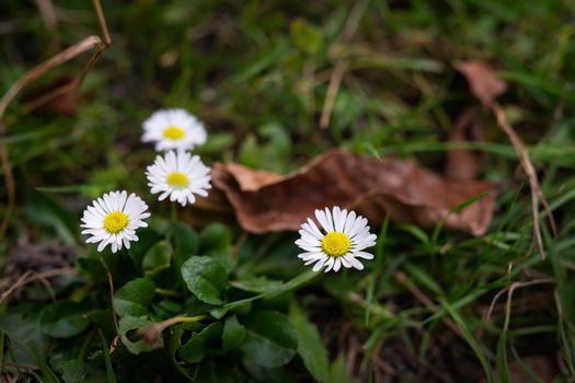 Beautiful white daisies on a green meadow. Close-up