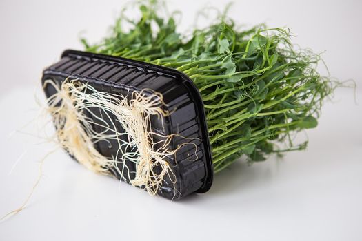 Pea microgreen sprouts. Raw sprouts, microgreens, healthy food concept. Tasty and healthy. Bottom view with roots