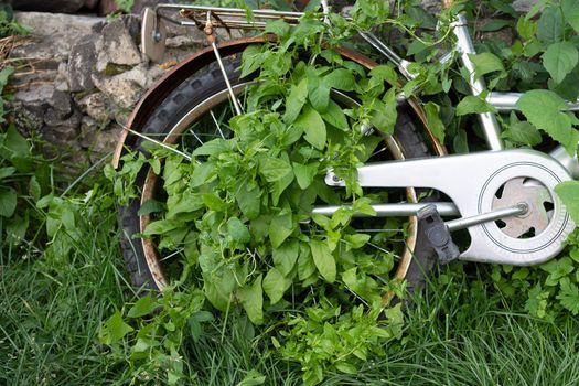 Old rusty abandoned bicycle, overgrown with grass and climbing plants. rusty wing. retroreflective element