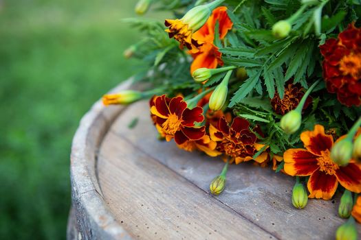 Very beautiful colorful freshly cut marigolds lie on a wooden table