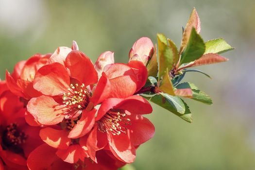 Japanese quince (Chaenomeles japonica) flowering in spring garden. Selective focus of close-up red flowers quince. Interesting nature concept for design.