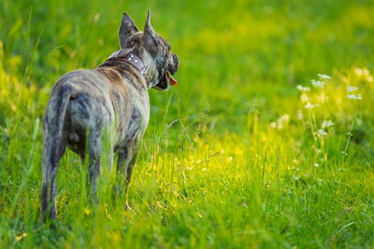 young Pidpool dog walking in nature