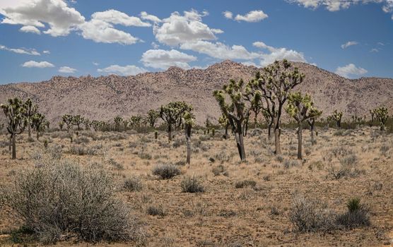 Joshua Tree National Park Remote road trip