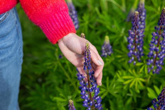 Girl's hand touches purple flowers lupins close-up on a sunny summer day. Beautiful bright summer background with lupins and girl's hand