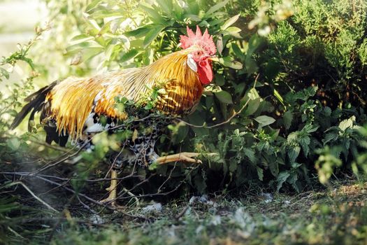 An energetic strong and healthy rooster thrust one's way among the green bushes.