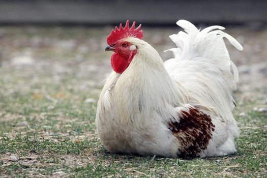 White rooster with brown wings squats quietly in the yard on the grass.